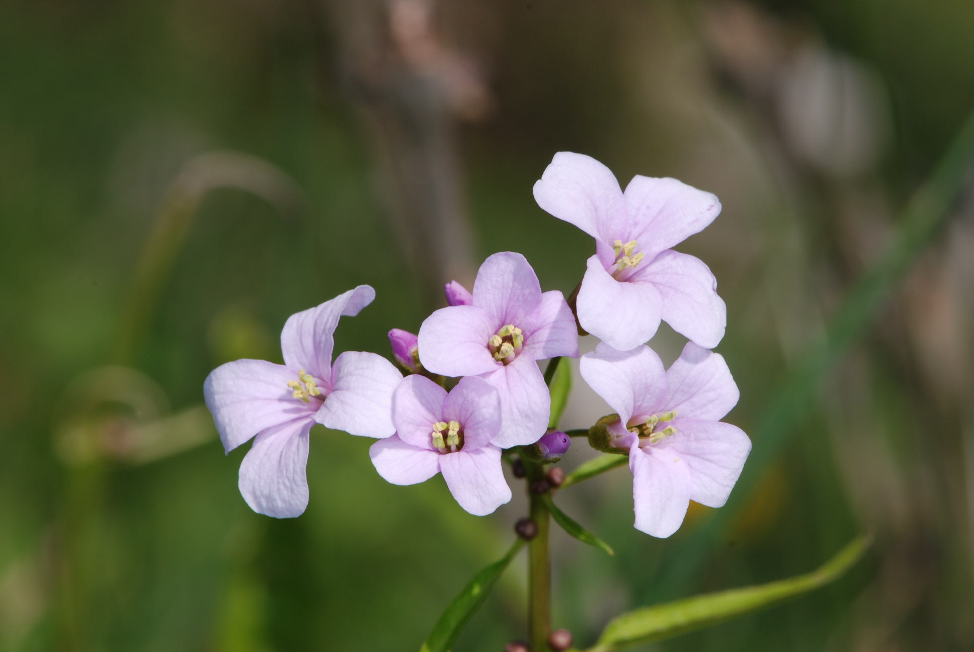 Cardamine bulbifera / Dentaria minore